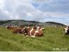 Troupeau de vaches Plateau de Cenise