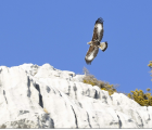 Aigle royal juvénile
